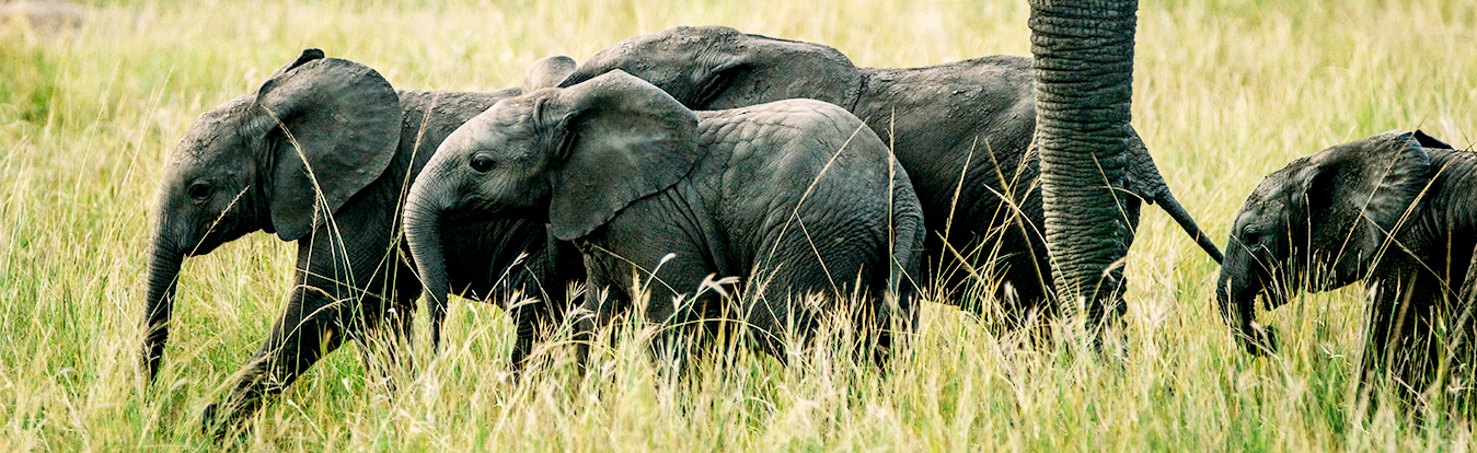 Ameera Africa Safaris - Uganda Tours - Uganda Safari Holidays - Uganda Safaris and Tours - Uganda Safari Company