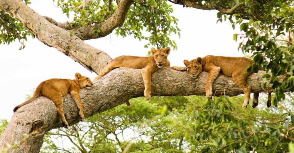 tree climbing lions in ishasha