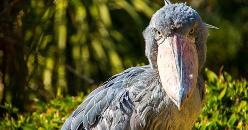 shoebill stork
