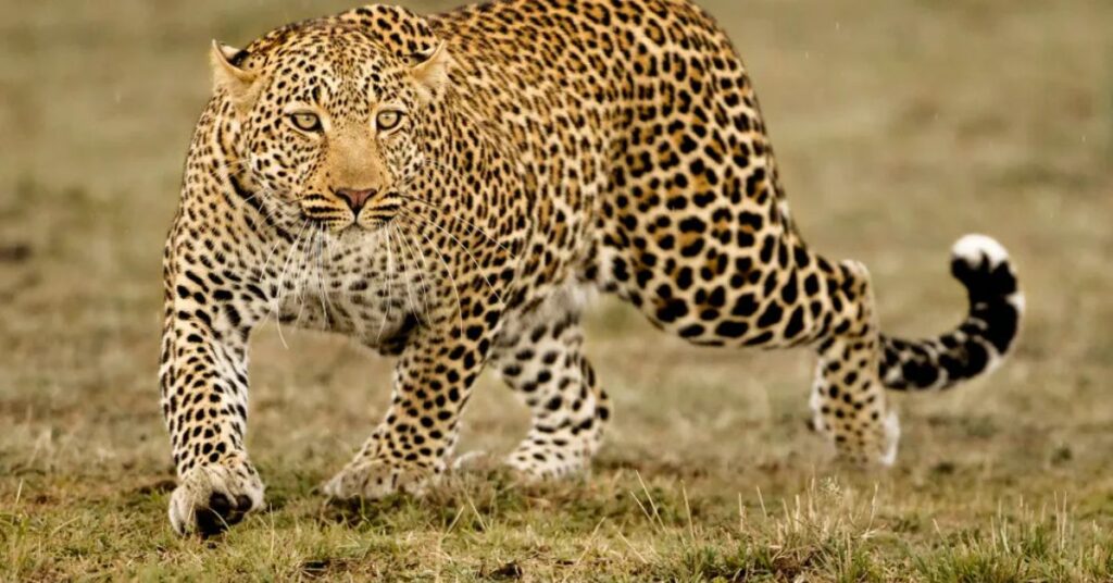 Africa's big five - the leopard